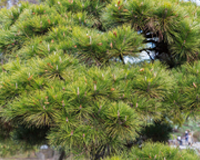 symbol_tree.png